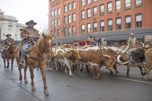 Longhorn cattle join the National Western Stock Show's kickoff parade in downtown Denver, Colorado. Photo by Carol Highsmith.