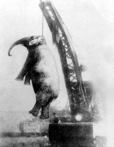An elephant is hanged.