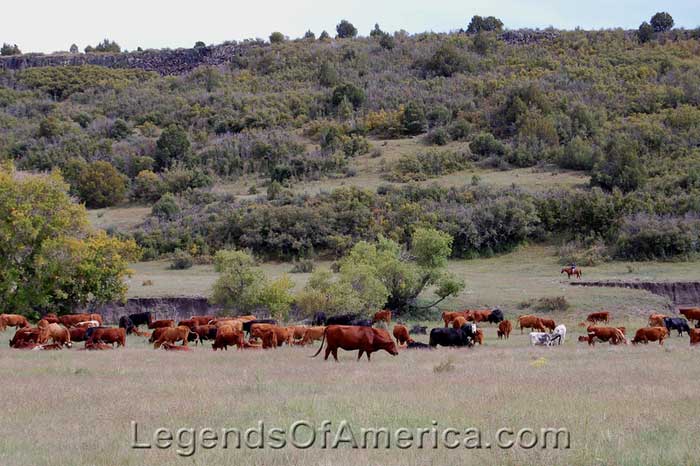 Cowboys from the Raton, New Mexico area drive 500 head of cattle along the Dry Cimarron to Des Moines, New Mexico by Kathy Alexander.