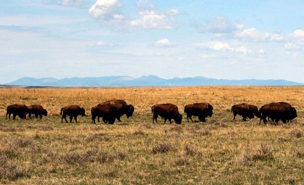Buffalo on the Great Plains Buffalo on the Great Plains
