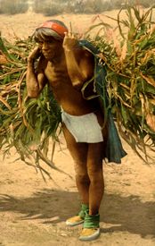 Hopi Indian bringing in the harvest, photo by the Detroit Publishing Company, about 1900 Hopi Indianbringing in the harvest, photo by the Detroit Publishing Company, about 1900