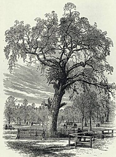 Liberty Tree, Boston Common, 1876 engraving. Liberty tree
