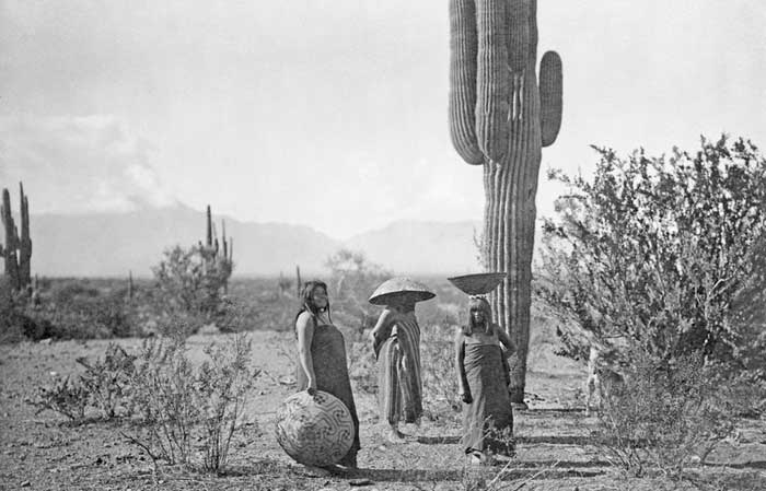 Maricopa Women by Edward S. Curtis, 1907. Maricopa Women gathering Saguaro fruit in Arizona. Photo by Edward Curtis, 1907.