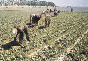 Mexican Farm Labor Program.