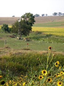 Nebraska Farm, by September, Kathy Alexander.