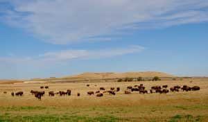 Buffalo near Bowman, North Dakota by Kathy Alexander. Buffalo near Bowman, North Dakota by Kathy Alexander.