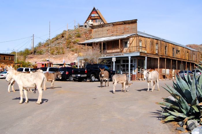 Donkeys roam the streets of Oatman, Arizona by Kathy Alexander.