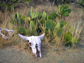 A cow skull sits in the ghost town of Ruby, Arizona, by Kathy Alexander. A cow skull sits in the ghost town of Ruby, Arizona, by Kathy Alexander.