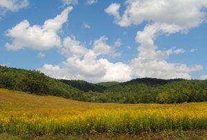 A beautiful meadow in the Smoky Mountain National Park, by Kathy Alexander A beautiful meadow in the Smoky Mountain National Park, Kathy Alexander