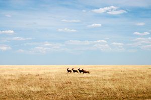 Antelope on the Plains of Southwest Kansas by Kathy Alexander. Antelope on the Plains of Southwest Kansas by Kathy Alexander.