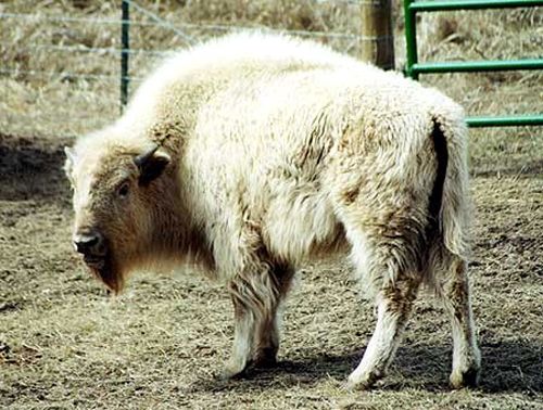 White Buffalo White Buffalo